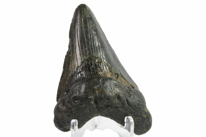 Bargain, Megalodon Tooth - North Carolina #152980